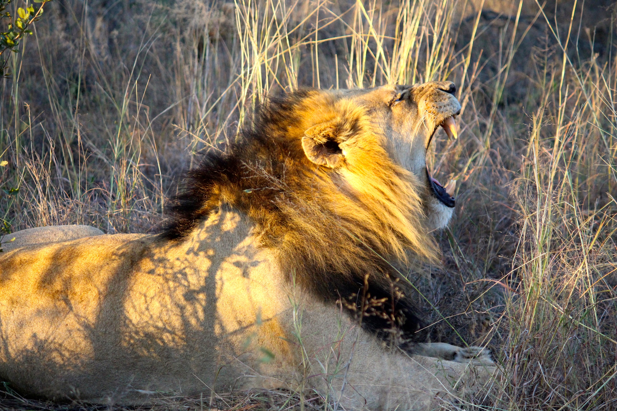 Canon EF-S 55-250mm F4-5.6 IS sample photo. Lion yawn photography