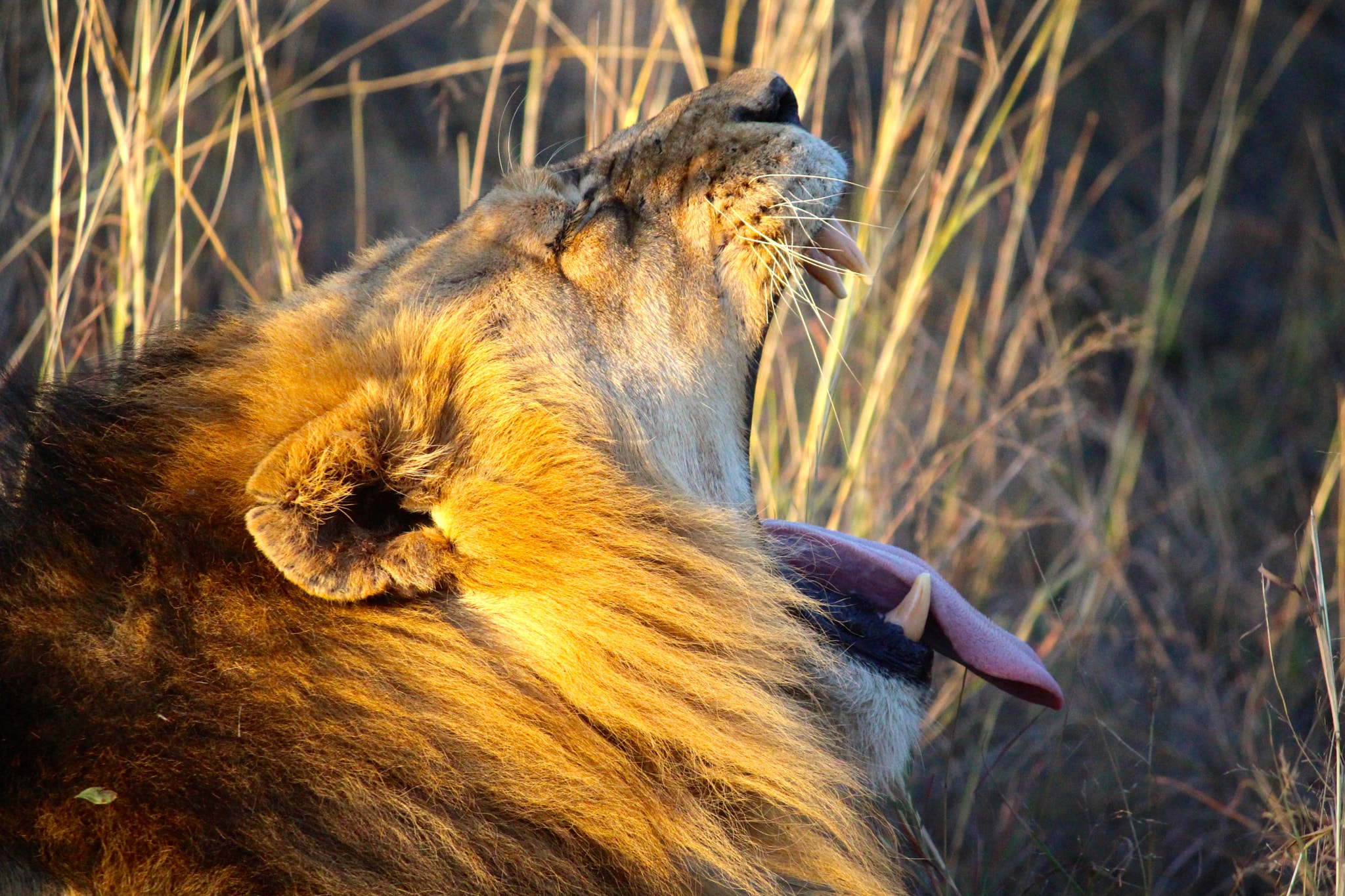 Canon EF-S 55-250mm F4-5.6 IS sample photo. Lion yawn_1 photography