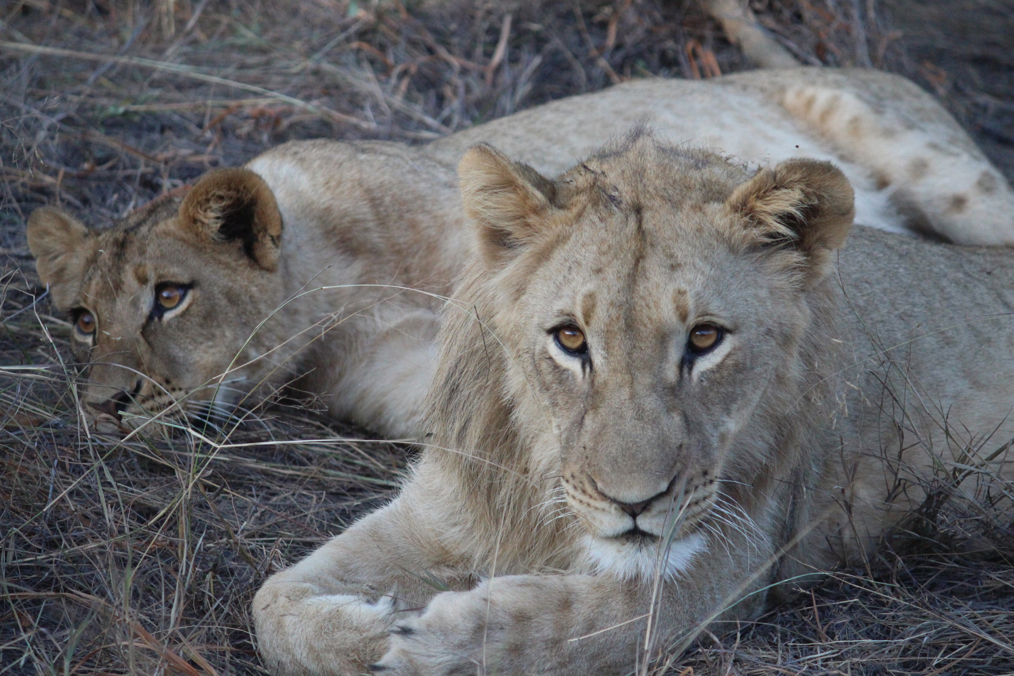 Canon EF-S 55-250mm F4-5.6 IS sample photo. Garonga pride_1 photography