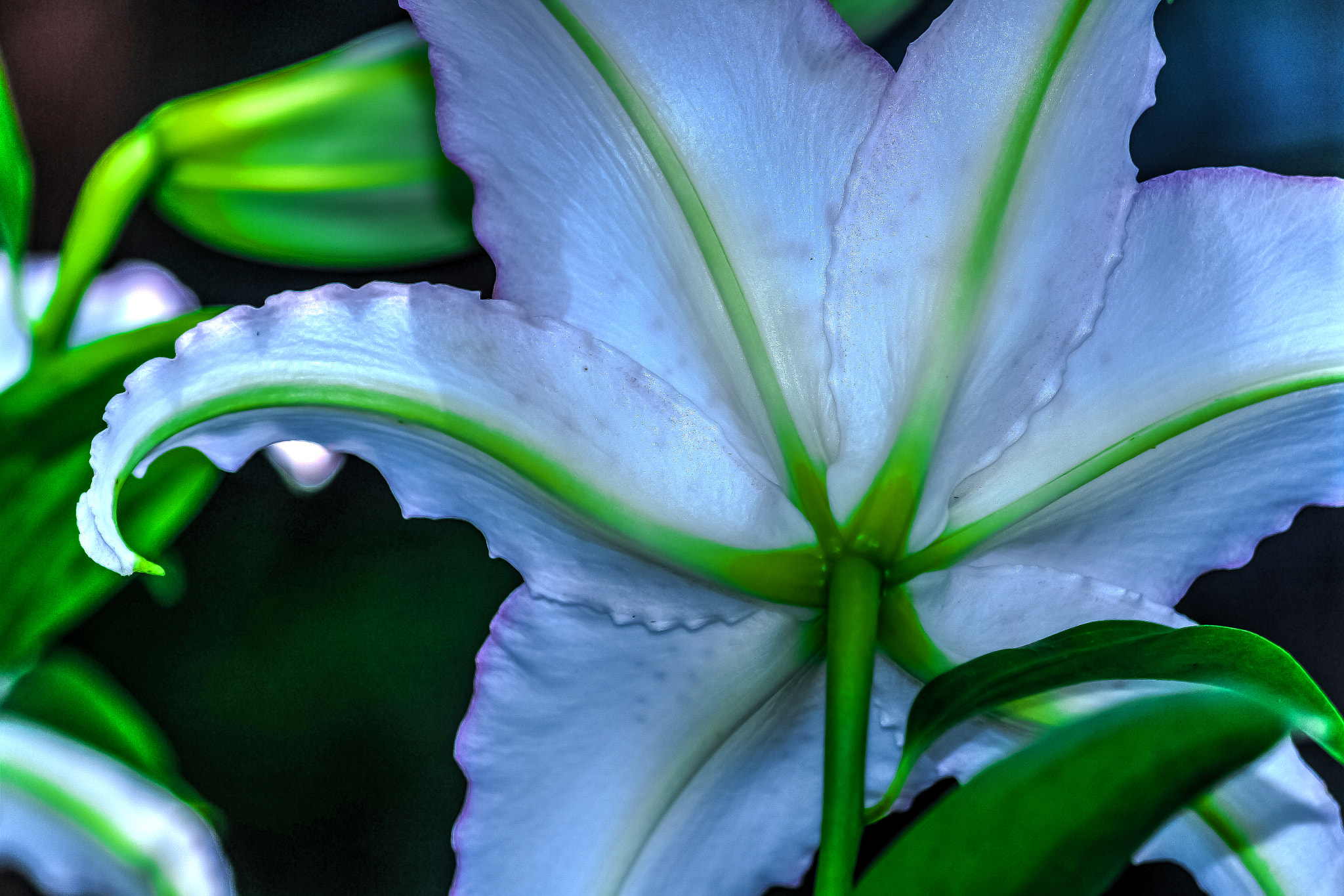 Canon EOS 100D (EOS Rebel SL1 / EOS Kiss X7) sample photo. The star flower photography