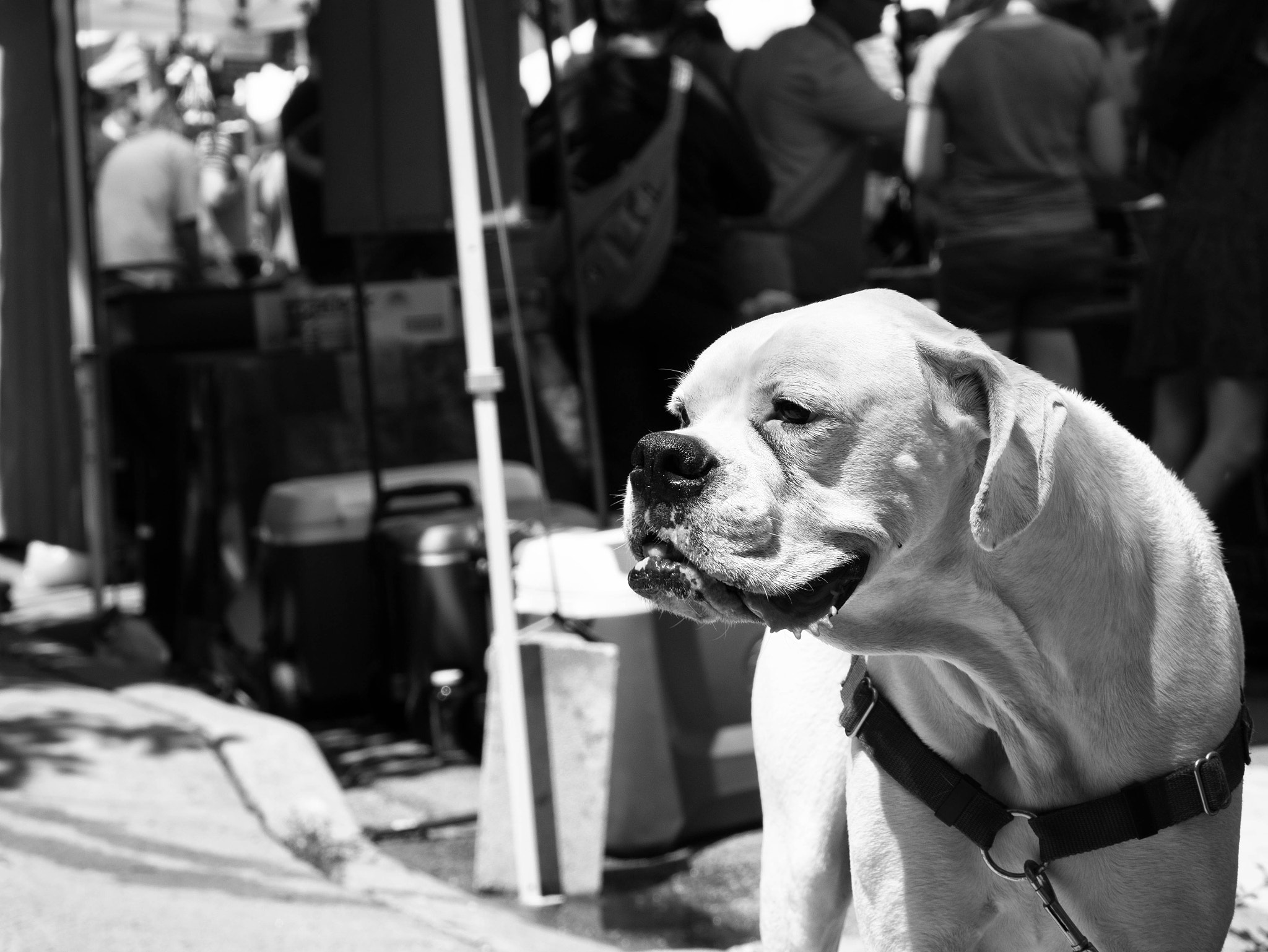 LUMIX G VARIO 45-150/F4.0-5.6 sample photo. Dog portrait iii photography