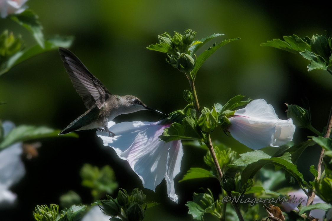 Nikon D810 + Nikon AF-S Nikkor 300mm F4D ED-IF sample photo. Hummingbird... hey that is cheating! photography