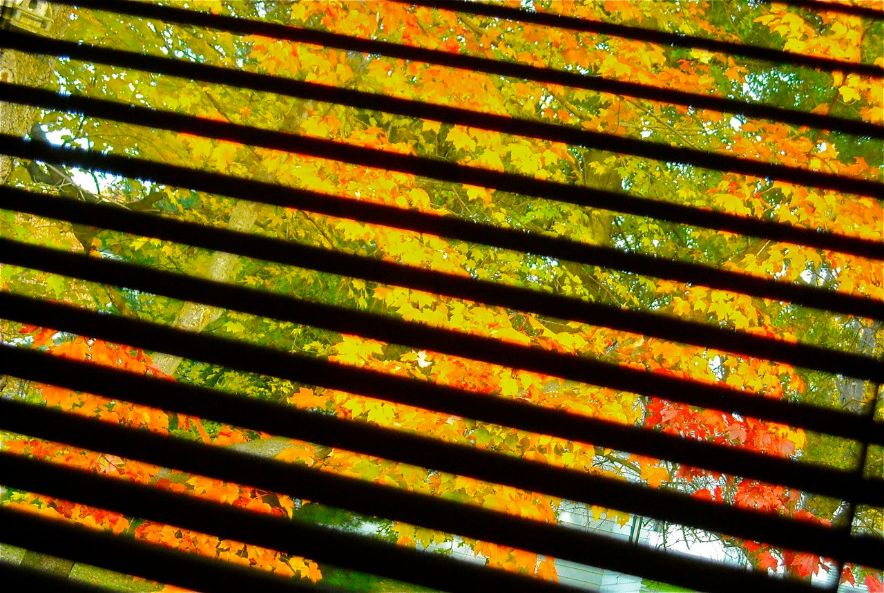 Nikon Coolpix L18 sample photo. Sliced autumn colors photography