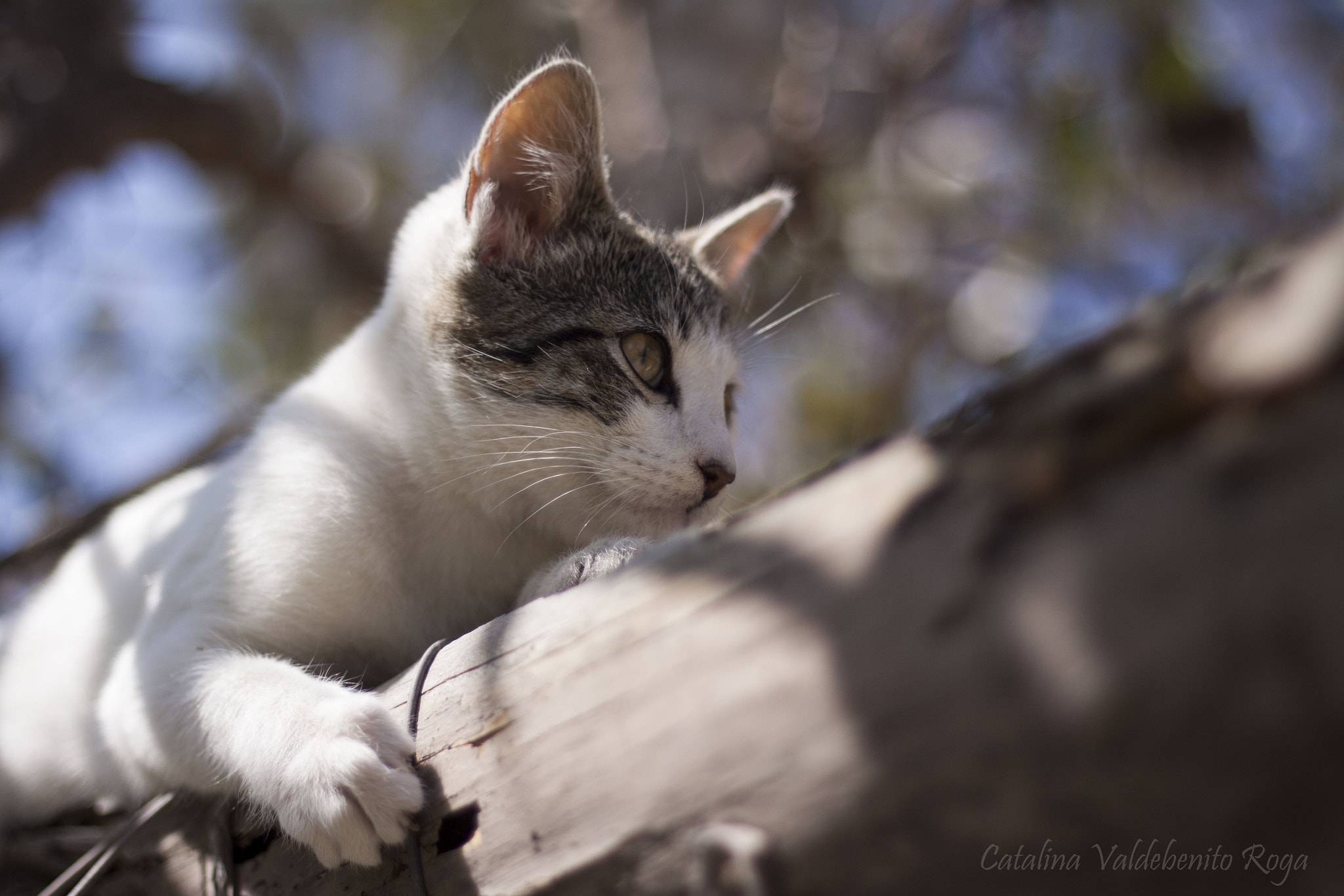 Canon EOS 50D + Canon EF 50mm F1.8 II sample photo. Resting photography