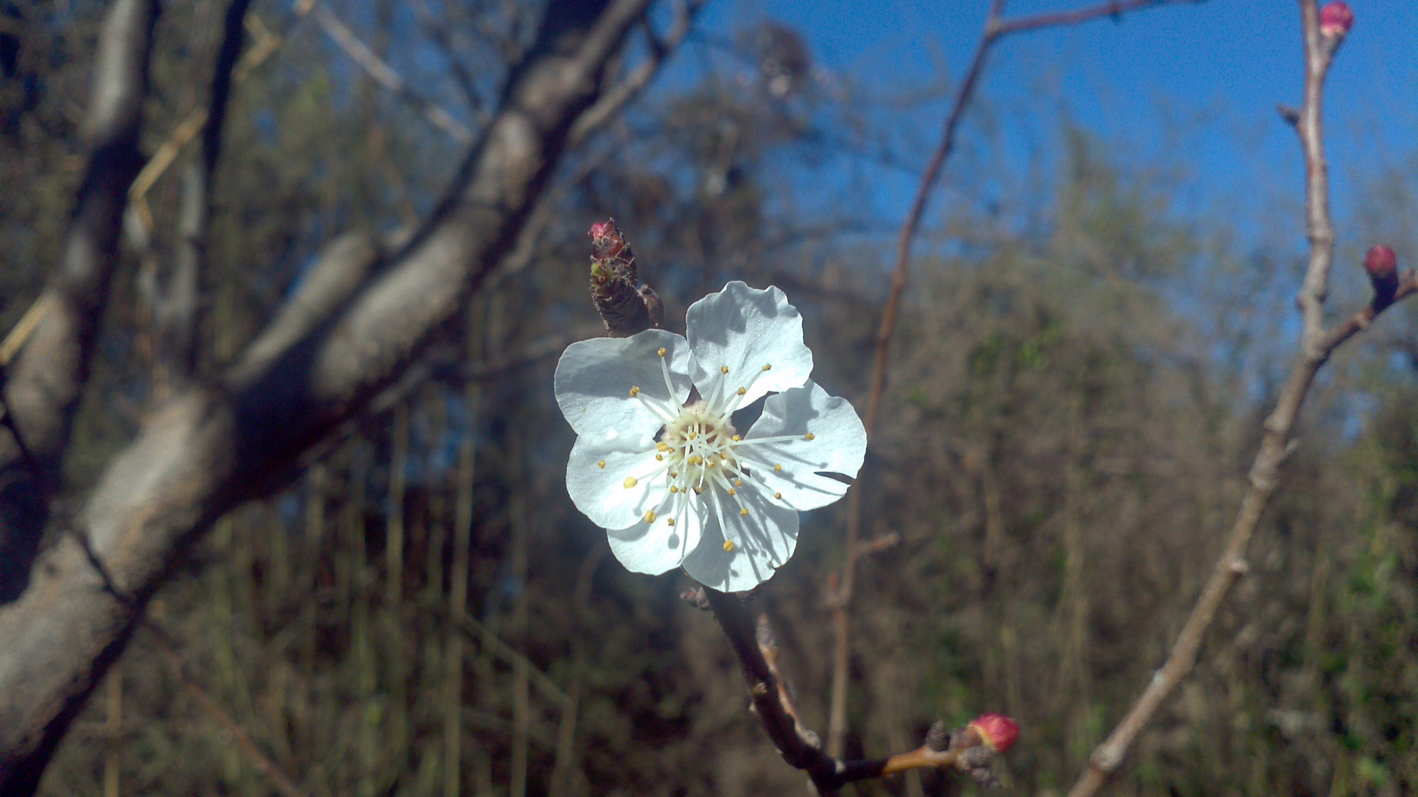 Motorola Atrix sample photo. Belleza natural photography