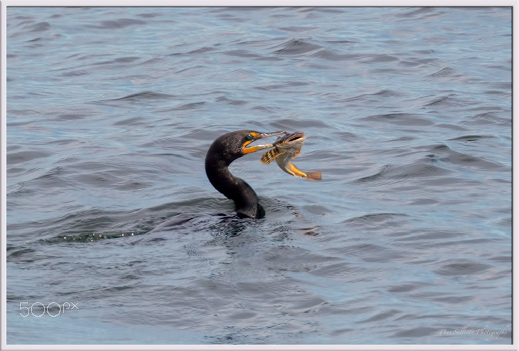 Canon EF 400mm F4 DO IS II USM sample photo. Cormorant photography
