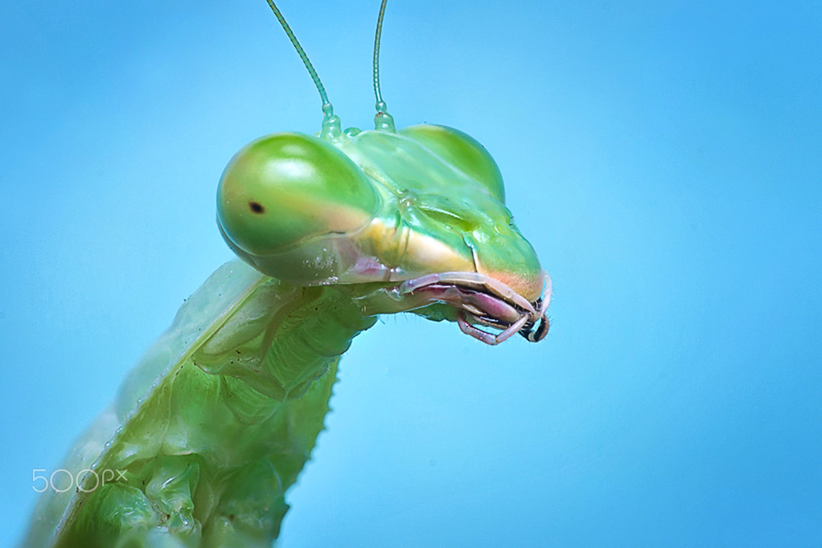Canon EF 100mm F2.8 Macro USM sample photo. Why so serious photography