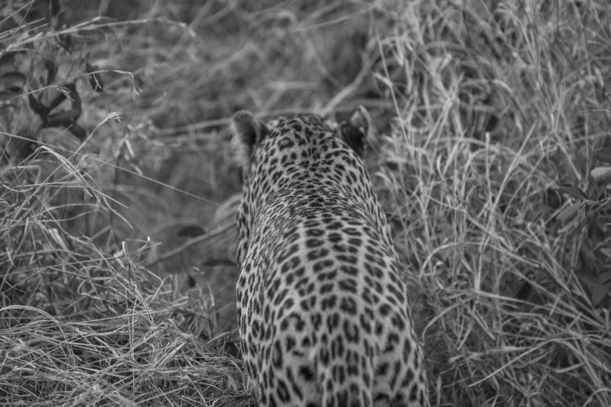 Canon EOS 40D + Canon EF 70-200mm F2.8L IS II USM sample photo. Female leopard in kruger national park. she had ju ... photography