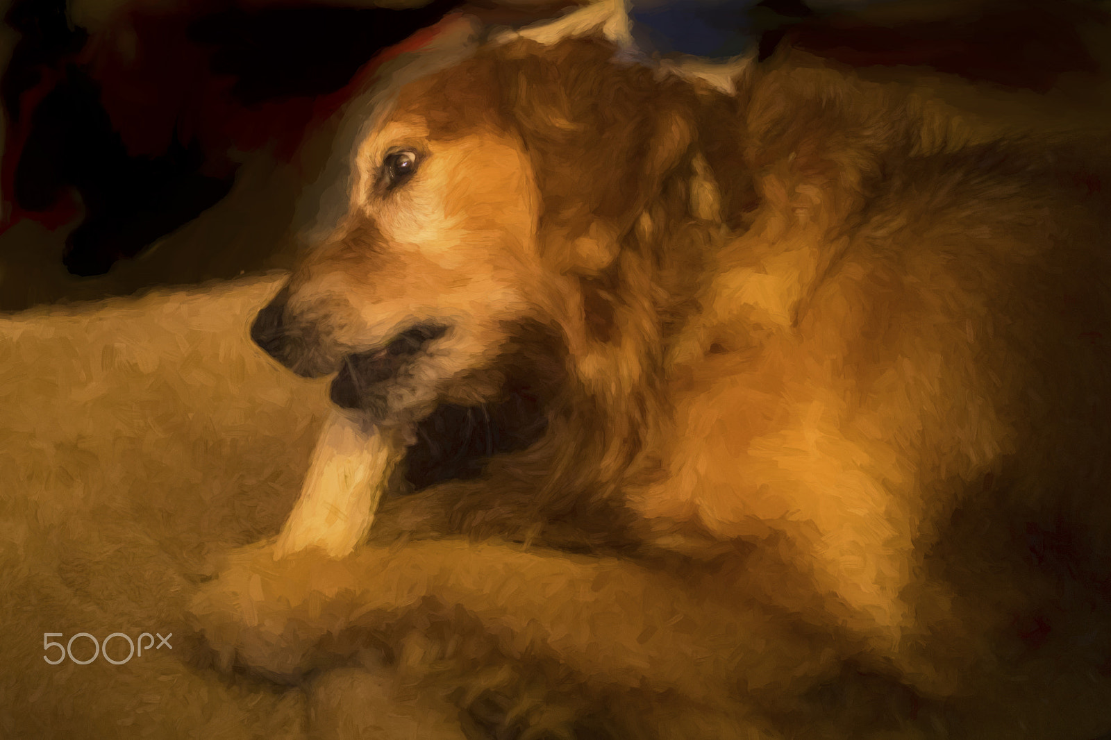 Canon EF 24mm f/1.4L sample photo. Gus chews on a rawhide bone ci 10706 photography
