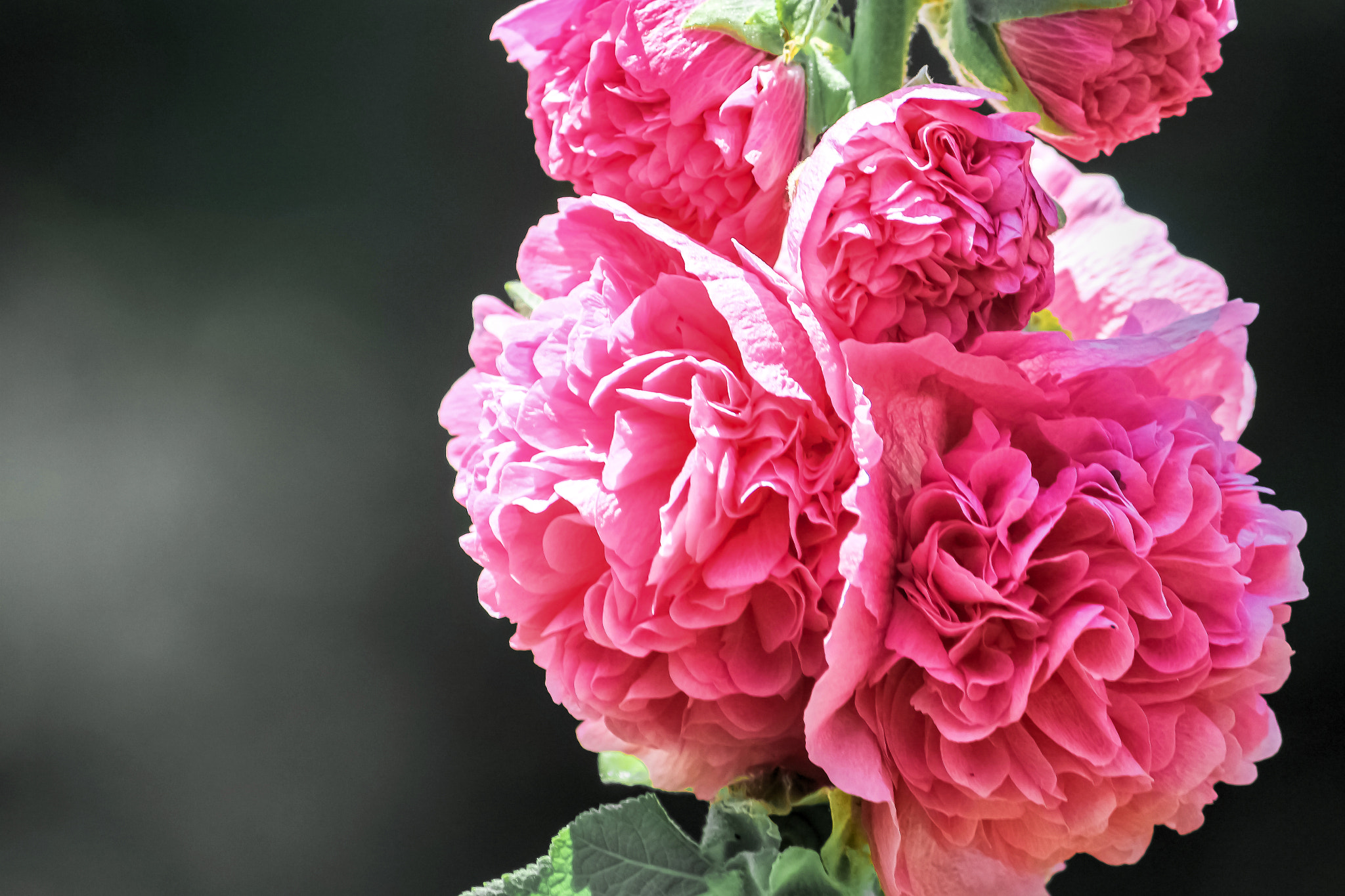 Canon EOS 100D (EOS Rebel SL1 / EOS Kiss X7) sample photo. Pink bunches photography