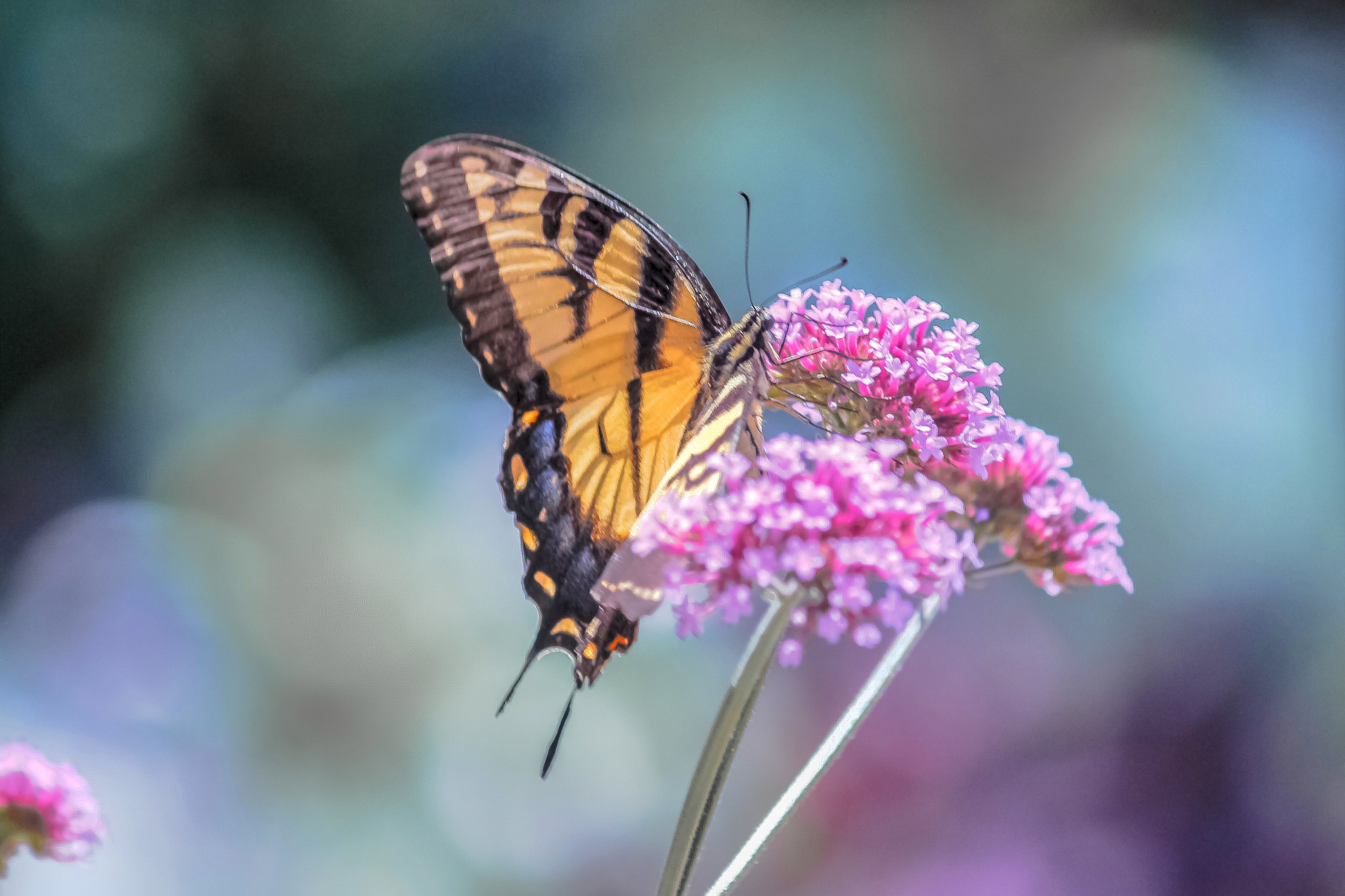 Canon EOS 100D (EOS Rebel SL1 / EOS Kiss X7) sample photo. Butterfly be free photography