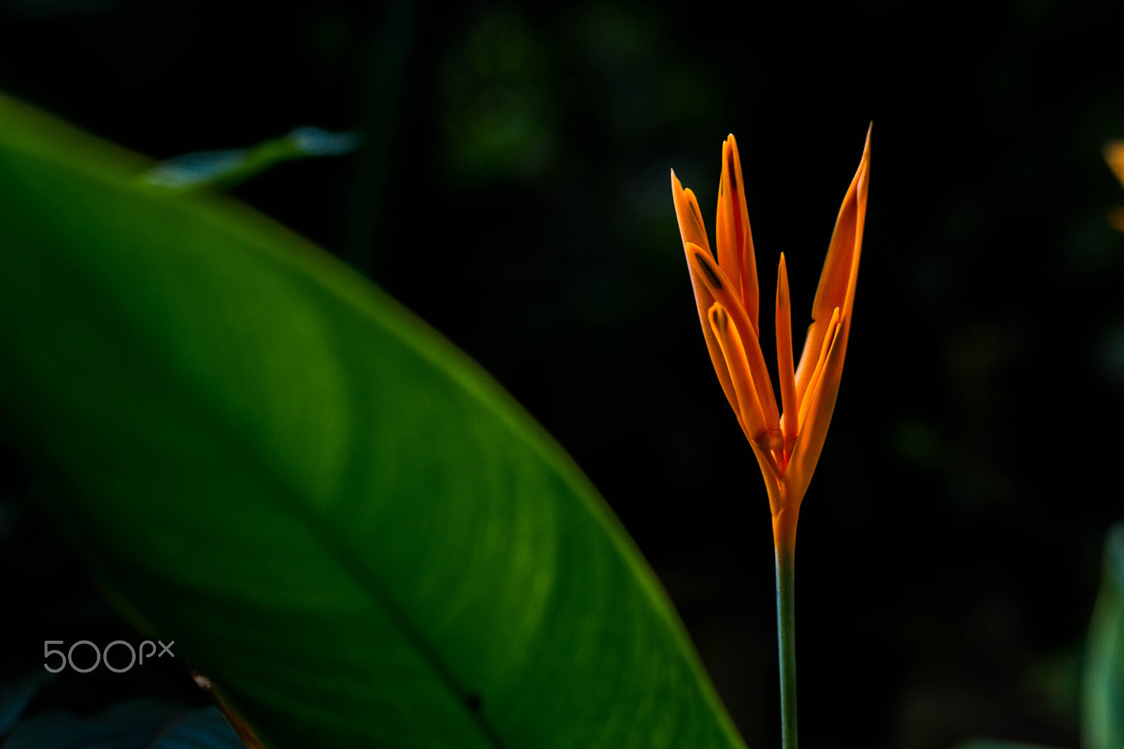 Canon EOS 7D + Canon EF 50mm F1.8 II sample photo. Flower -orange 1 photography