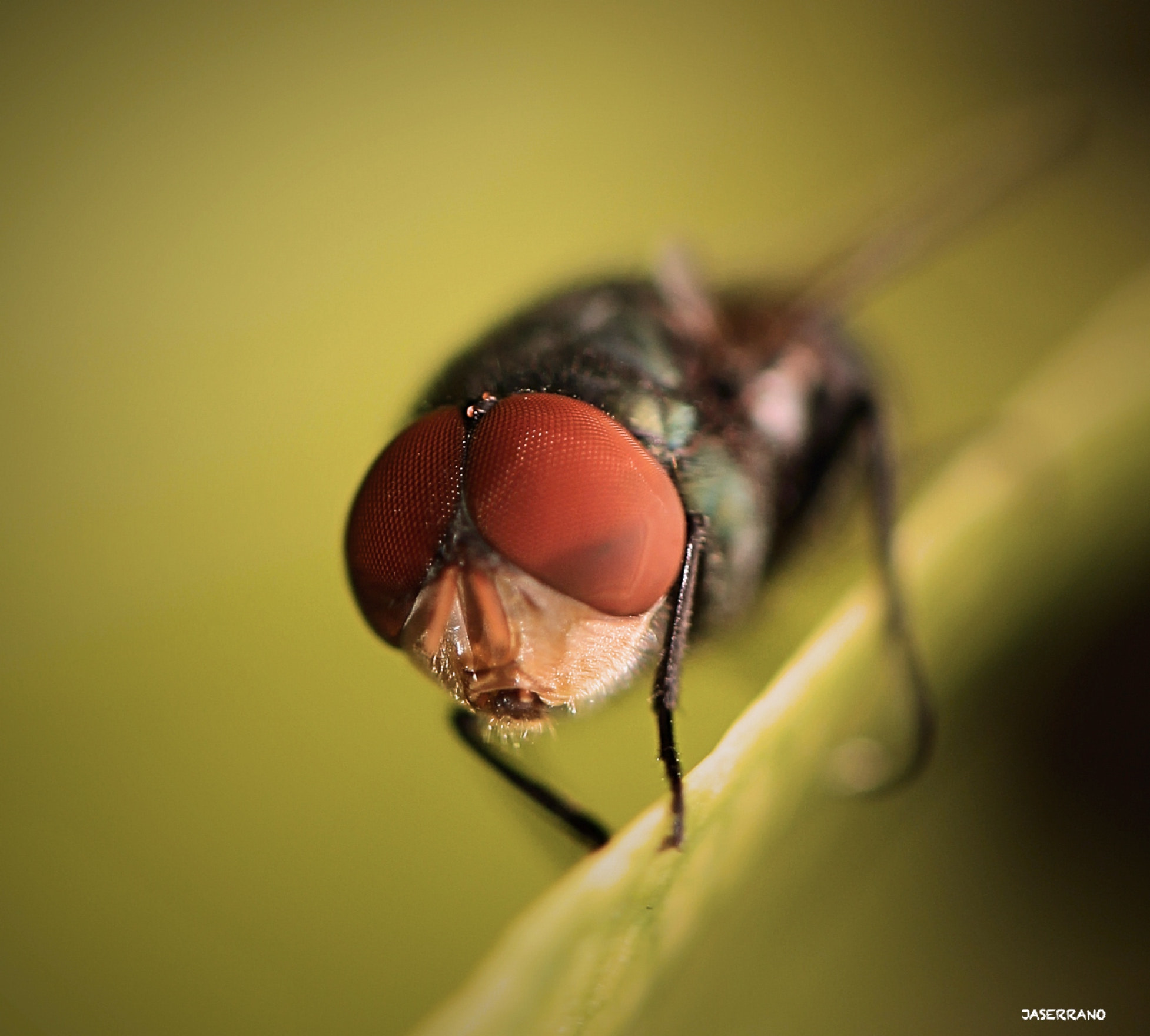 Canon EF 100mm F2.8L Macro IS USM sample photo. Fly con macro lens photography