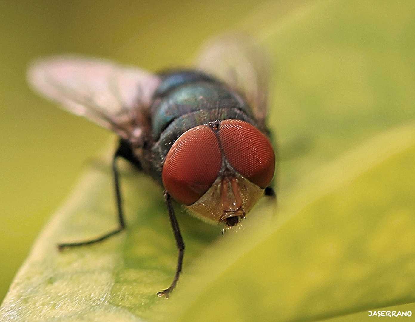 Canon EF 100mm F2.8L Macro IS USM sample photo. Fly con macro lens photography