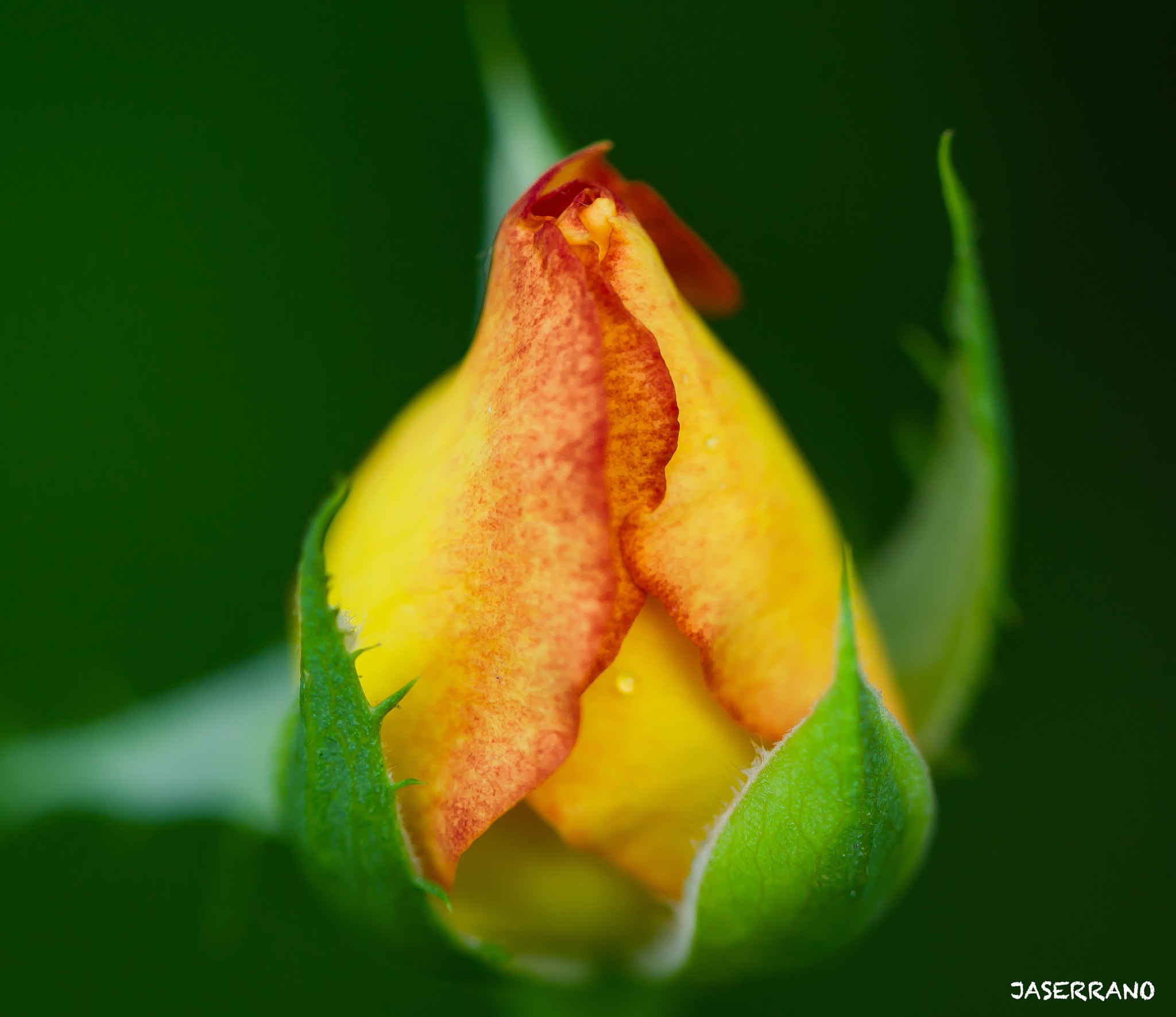 Canon EF 100mm F2.8L Macro IS USM sample photo. Growing photography