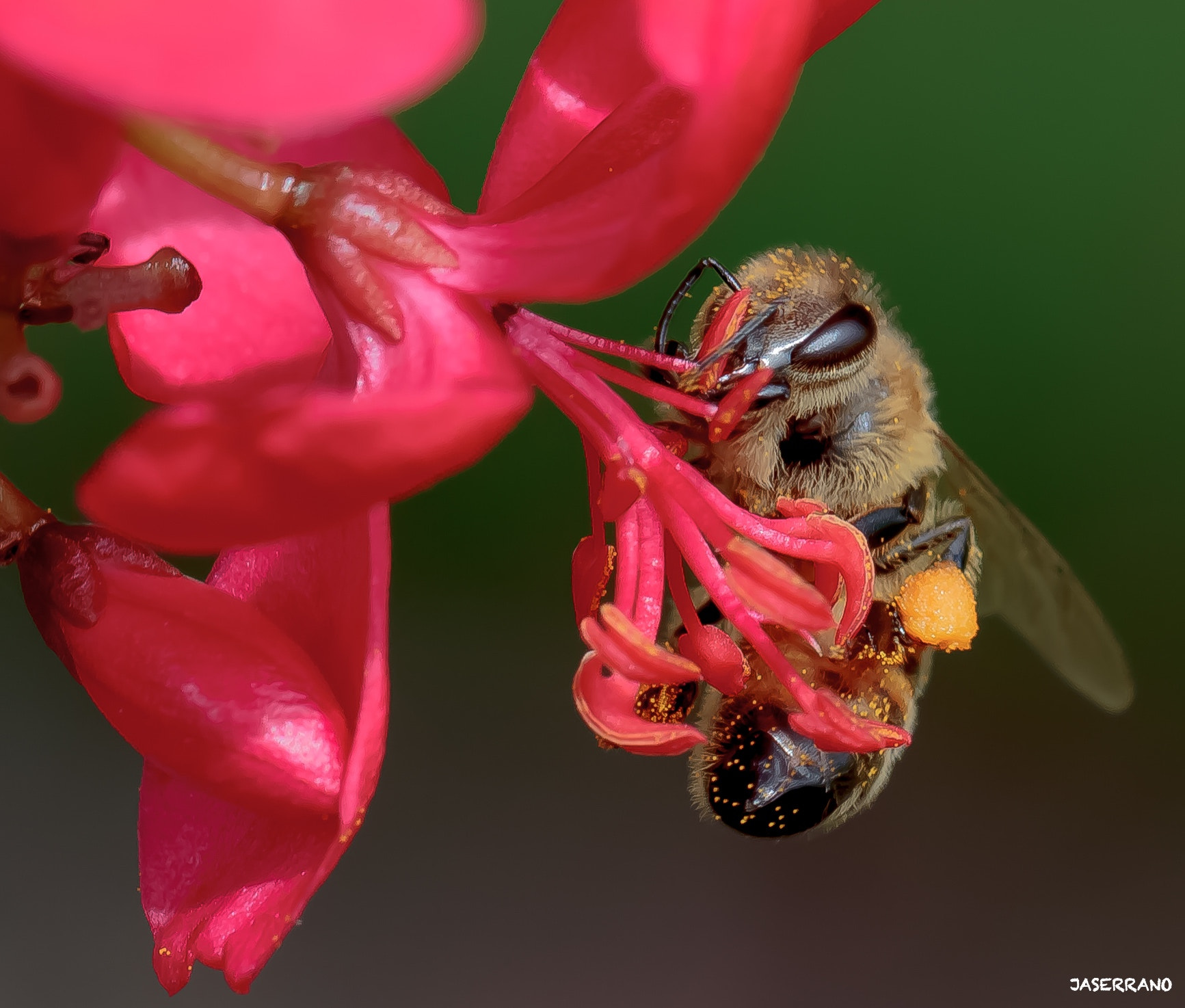 Canon EF 100mm F2.8L Macro IS USM sample photo. Just bee photography
