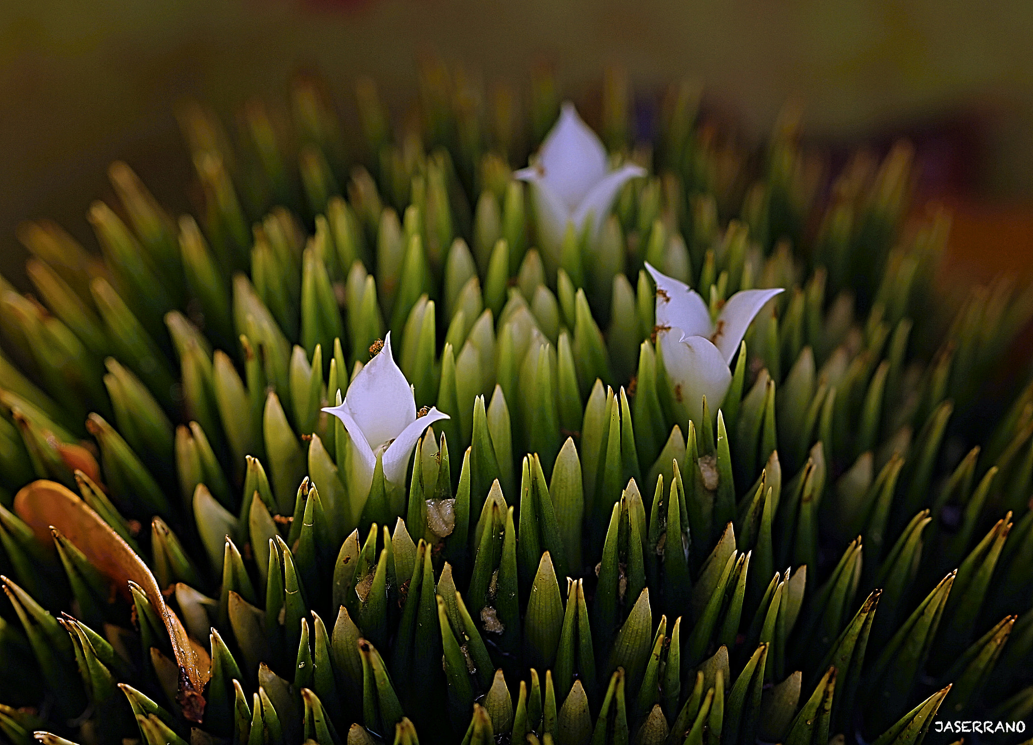 Canon EF 100mm F2.8L Macro IS USM sample photo. Mini world photography