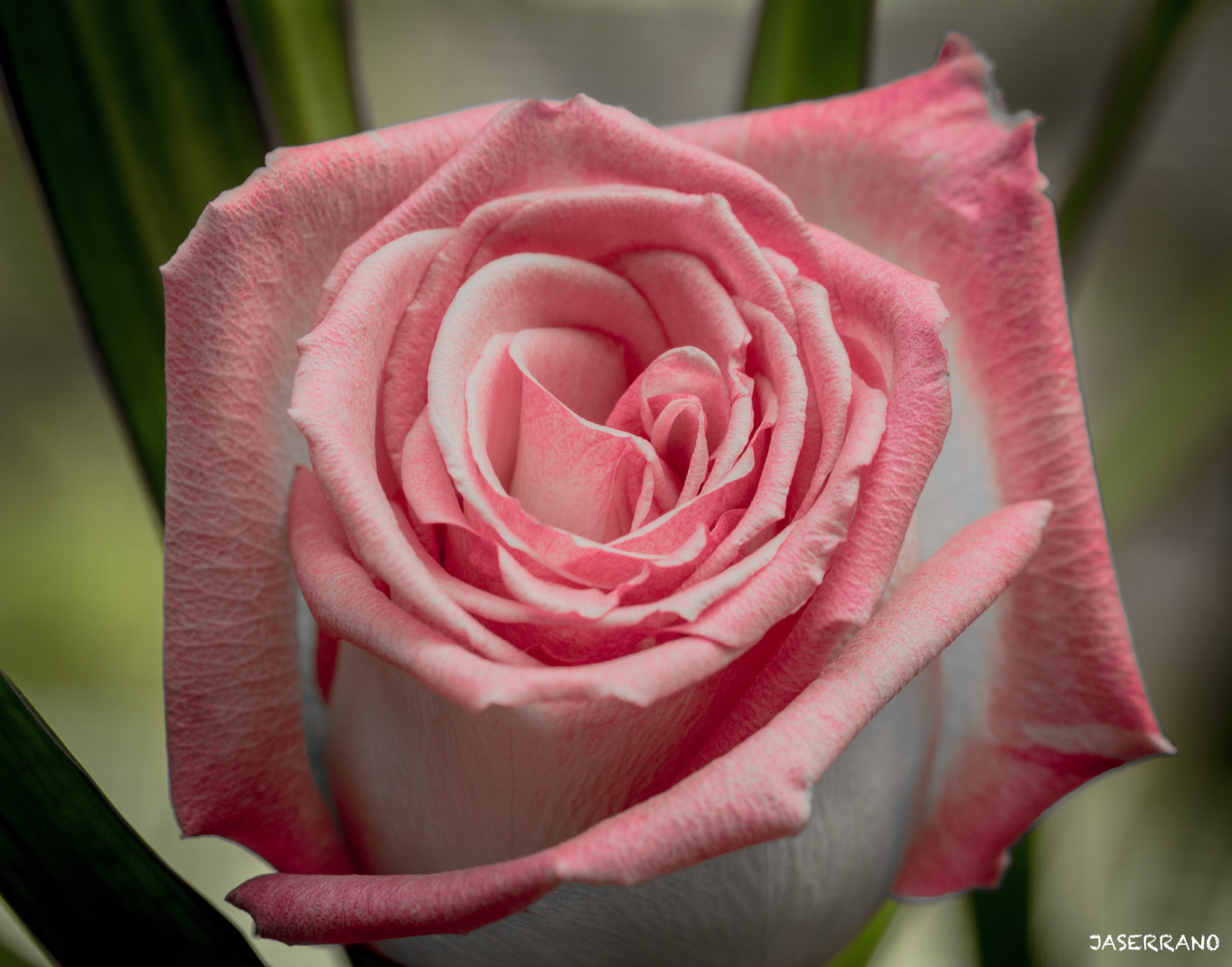Canon EF 100mm F2.8L Macro IS USM sample photo. Rose photography