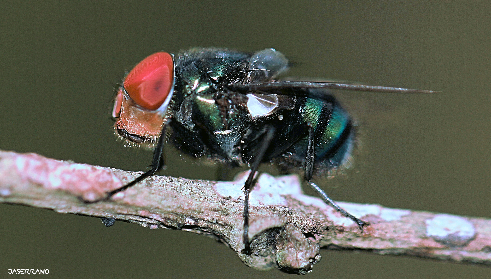 Canon EF 100mm F2.8L Macro IS USM sample photo. The fly photography