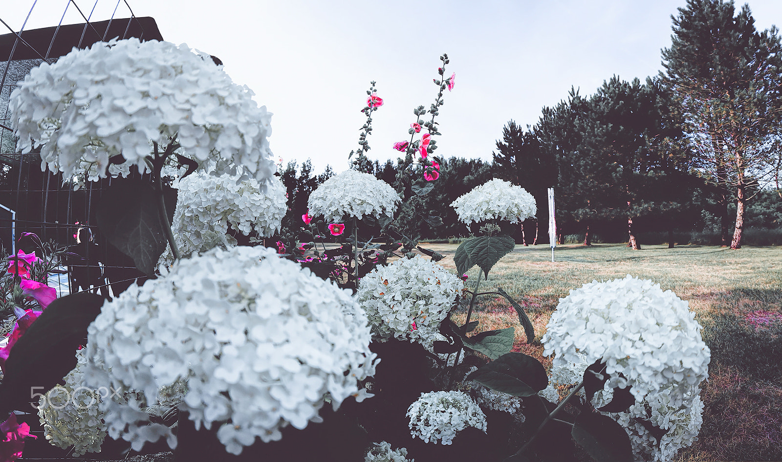 Canon EF 8-15mm F4L Fisheye USM sample photo. Hydrangea photography