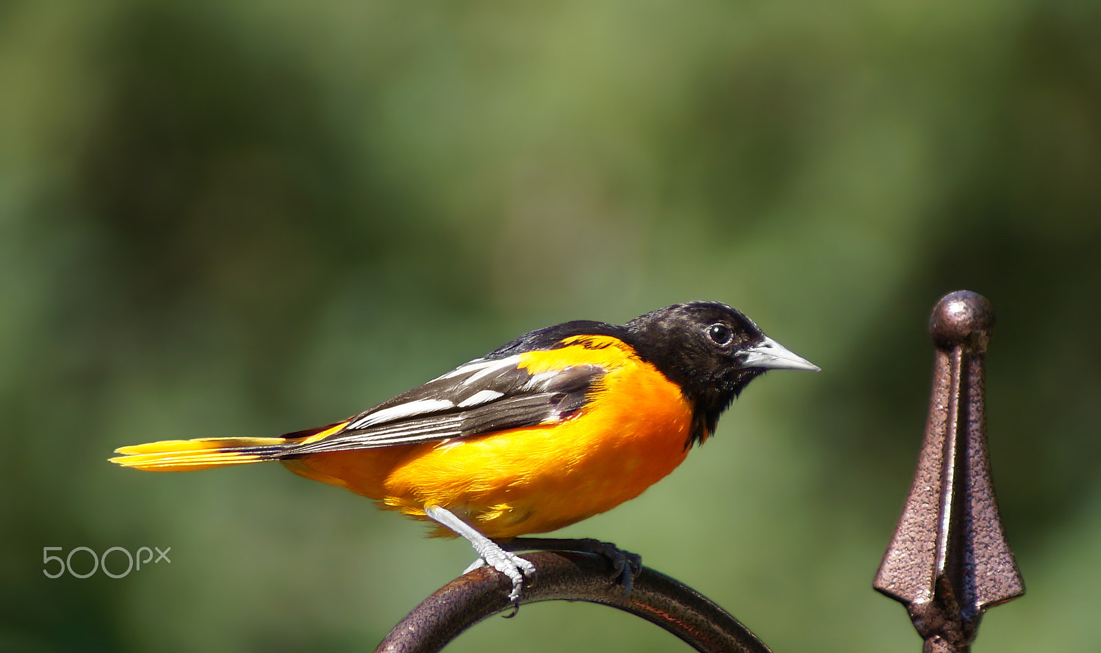 Sony SLT-A37 + Sony 75-300mm F4.5-5.6 sample photo. Baltimore oriole photography