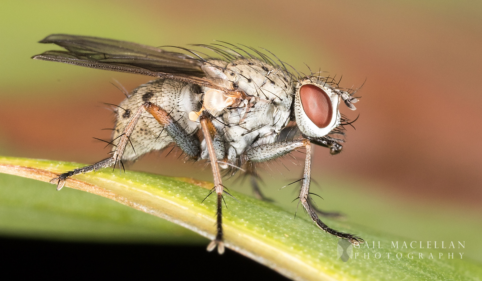 Canon MP-E 65mm F2.5 1-5x Macro Photo sample photo. House flies and kin (muscidae) photography
