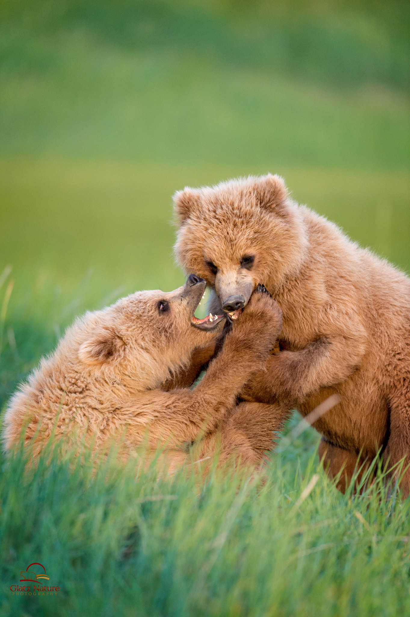 Nikon D4S + Nikon AF-S Nikkor 500mm F4G ED VR sample photo. Brown bear sibling love photography