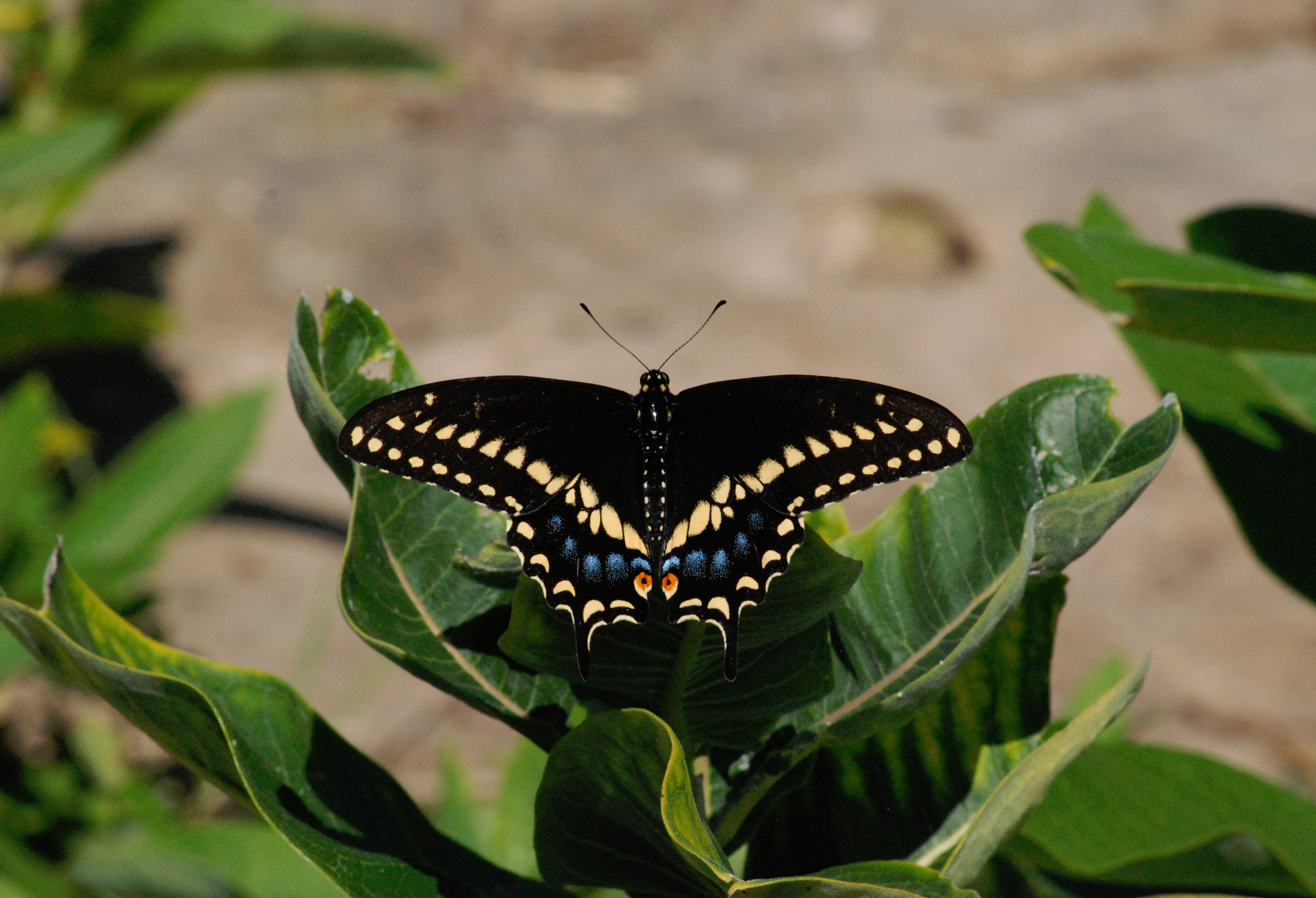 Nikon D80 sample photo. Black swallowtail photography