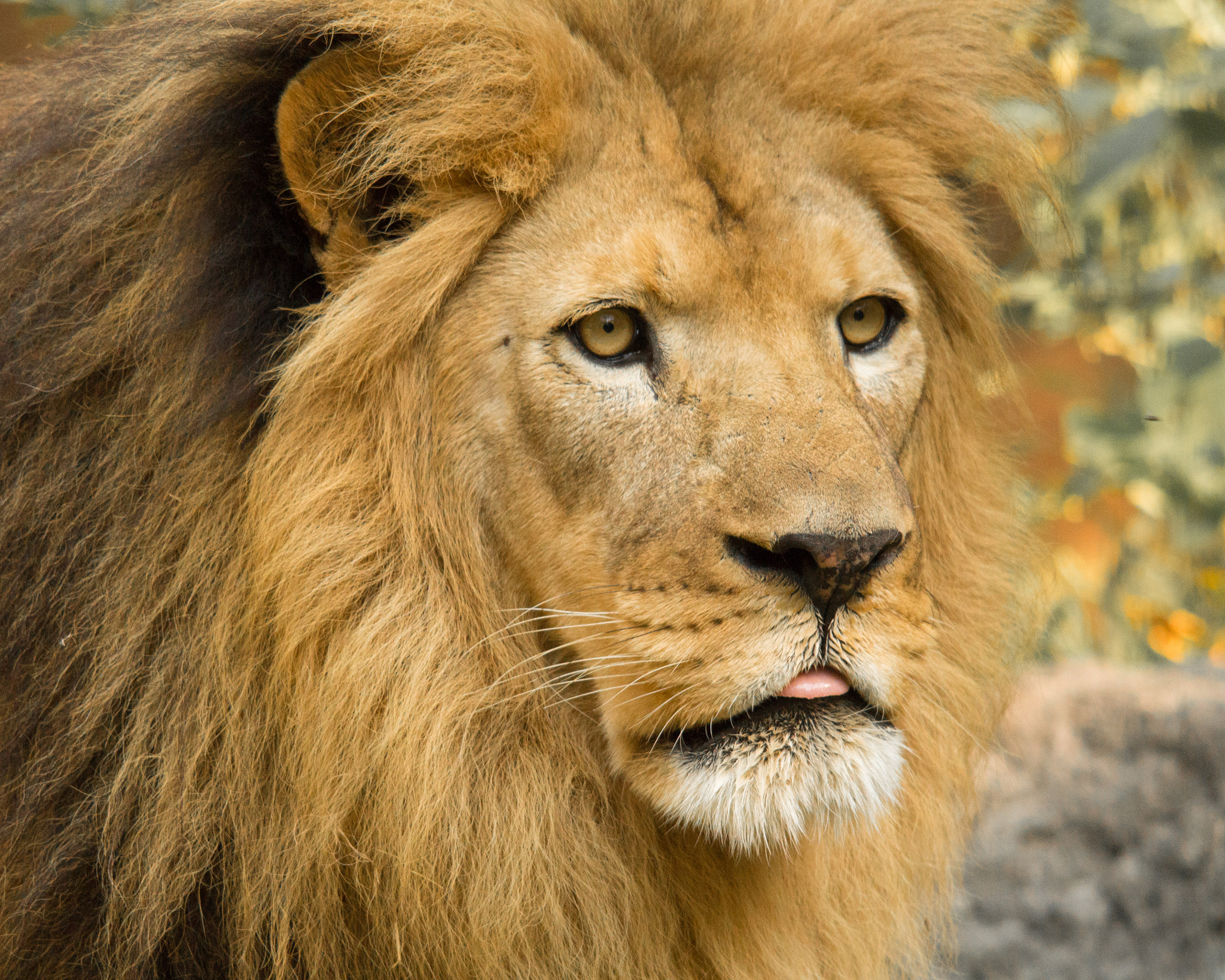 Canon EOS 650D (EOS Rebel T4i / EOS Kiss X6i) sample photo. Lion photography