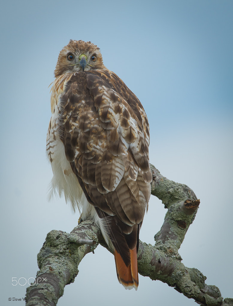 Nikon D3S + Nikon AF-S Nikkor 600mm F4G ED VR sample photo. Red-tailed hawk photography