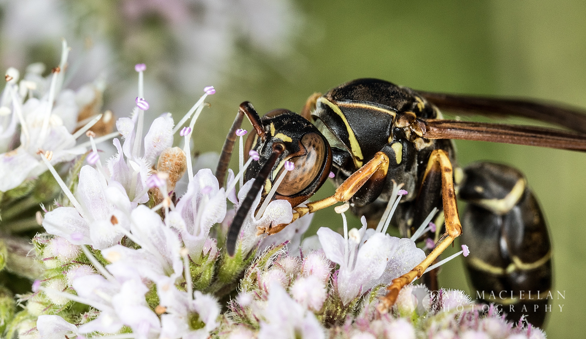 Canon MP-E 65mm F2.5 1-5x Macro Photo sample photo. Wasp photography