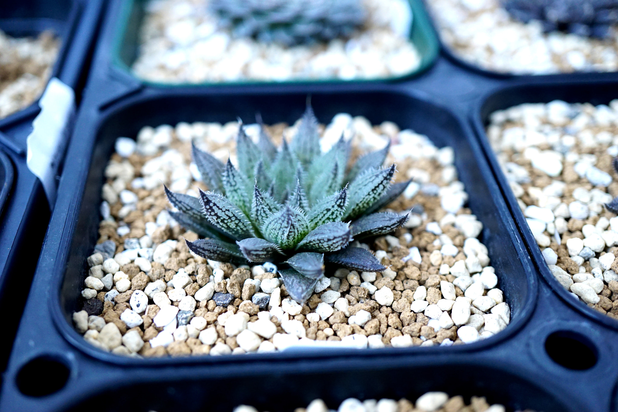 Sony E 30mm F3.5 sample photo. Haworthia livida ex-marx seedling photography