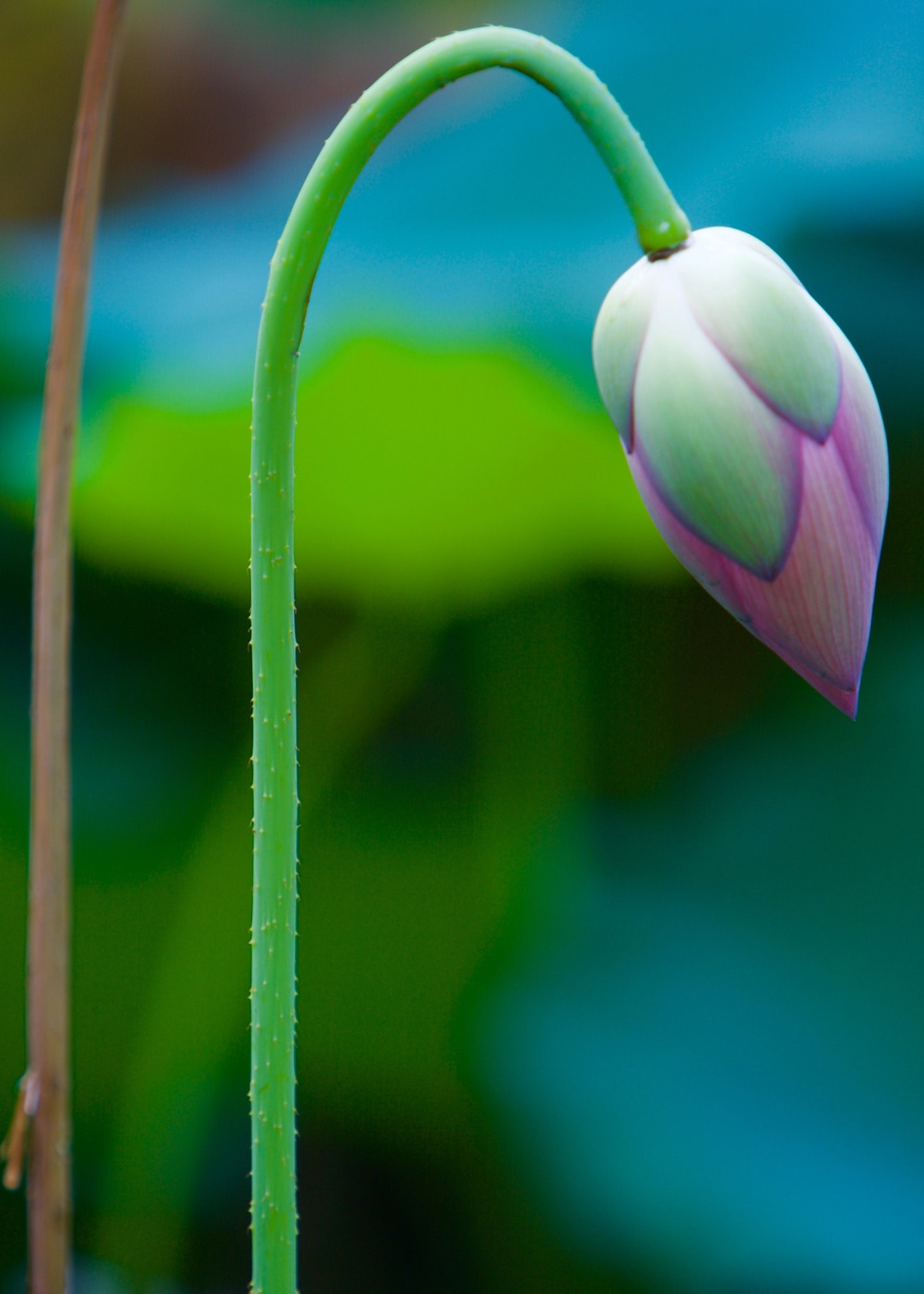 Canon EF 70-200mm F2.8L IS USM sample photo. Lotus photography