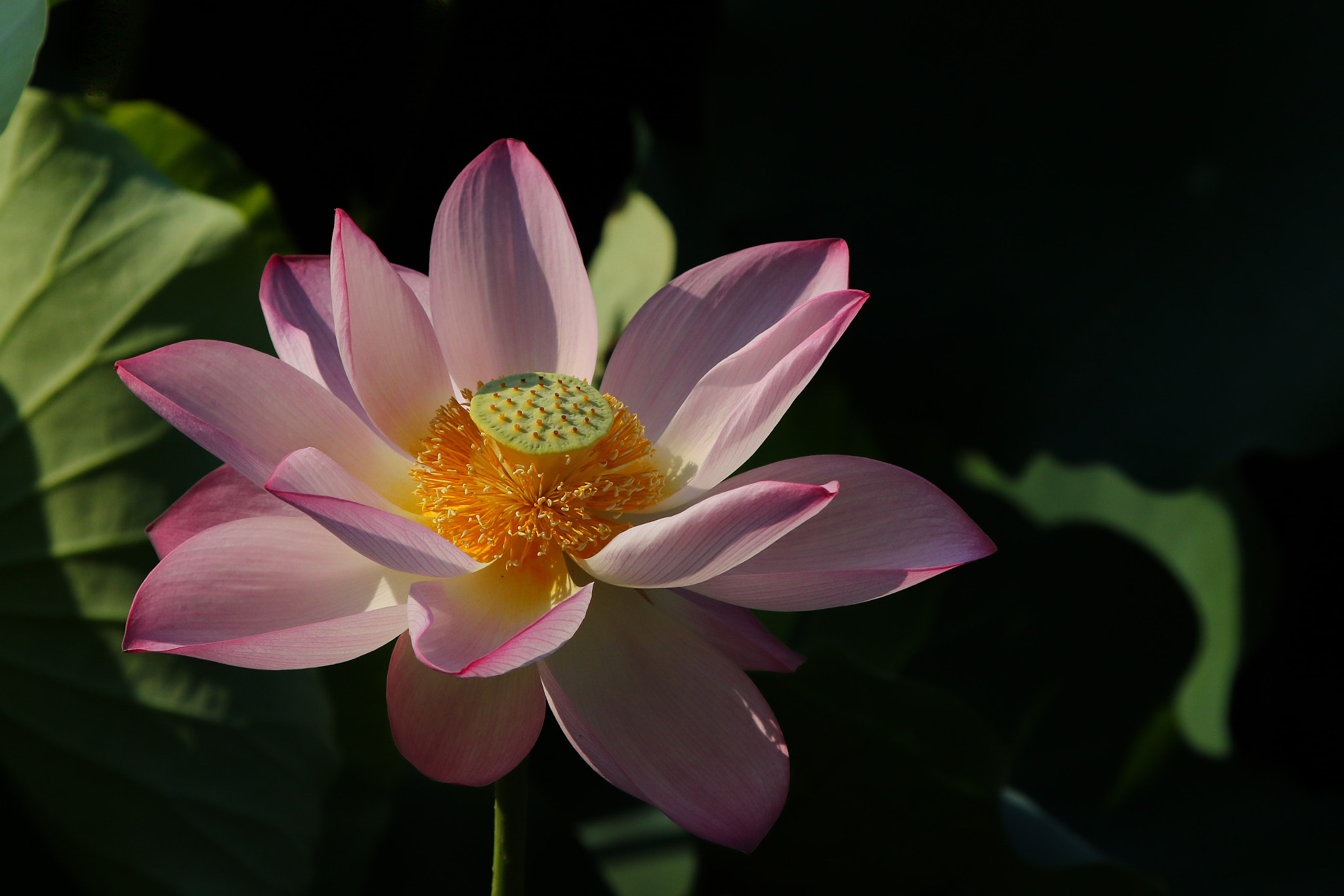 Canon EF 100-400mm F4.5-5.6L IS USM sample photo. 588a5509.jpg photography