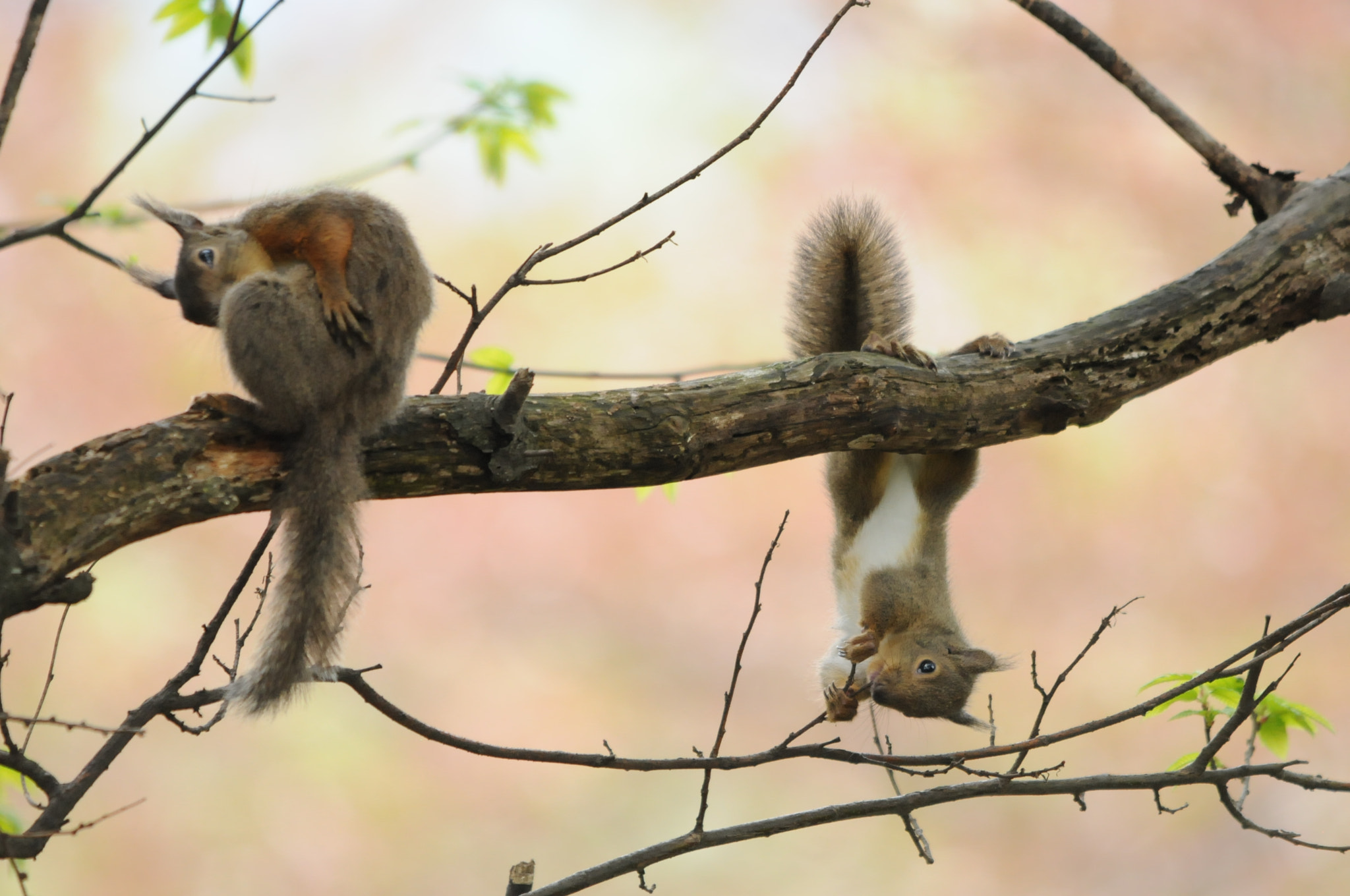 Sigma 150-500mm F5-6.3 DG OS HSM sample photo. Squirrel photography
