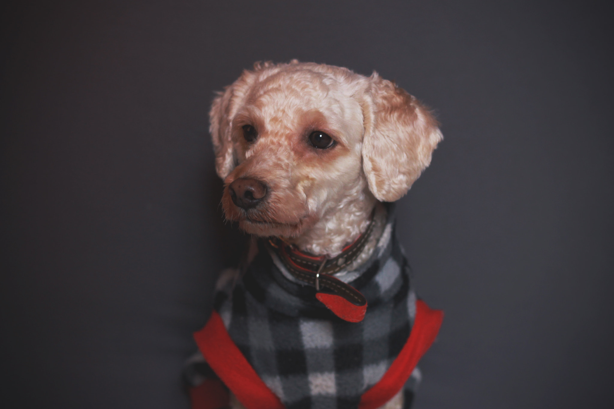 Canon EOS 1100D (EOS Rebel T3 / EOS Kiss X50) + Canon EF 50mm F1.8 II sample photo. The dog, my love photography