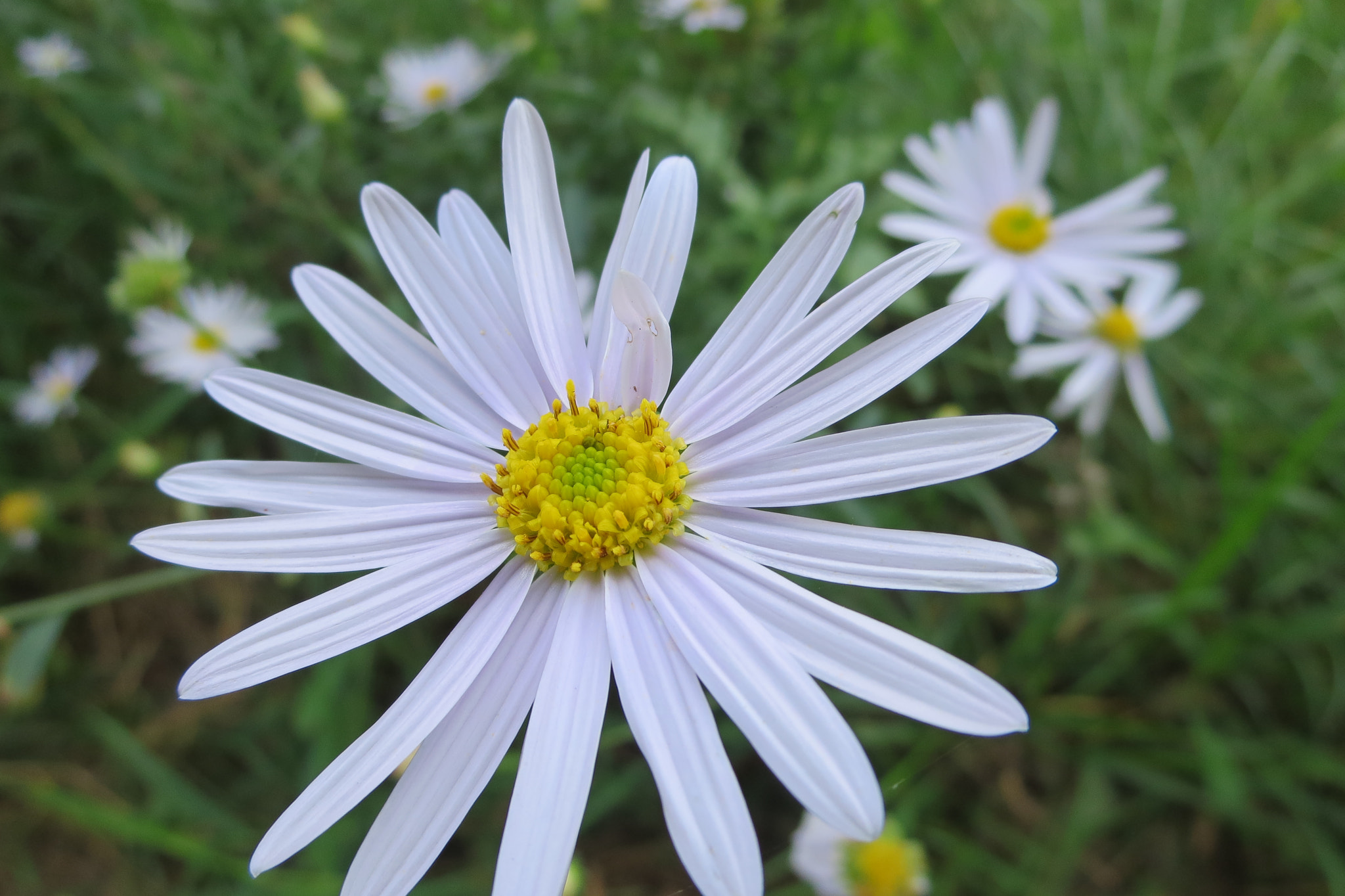 Canon PowerShot ELPH 330 HS (IXUS 255 HS / IXY 610F) sample photo. Flowers photography