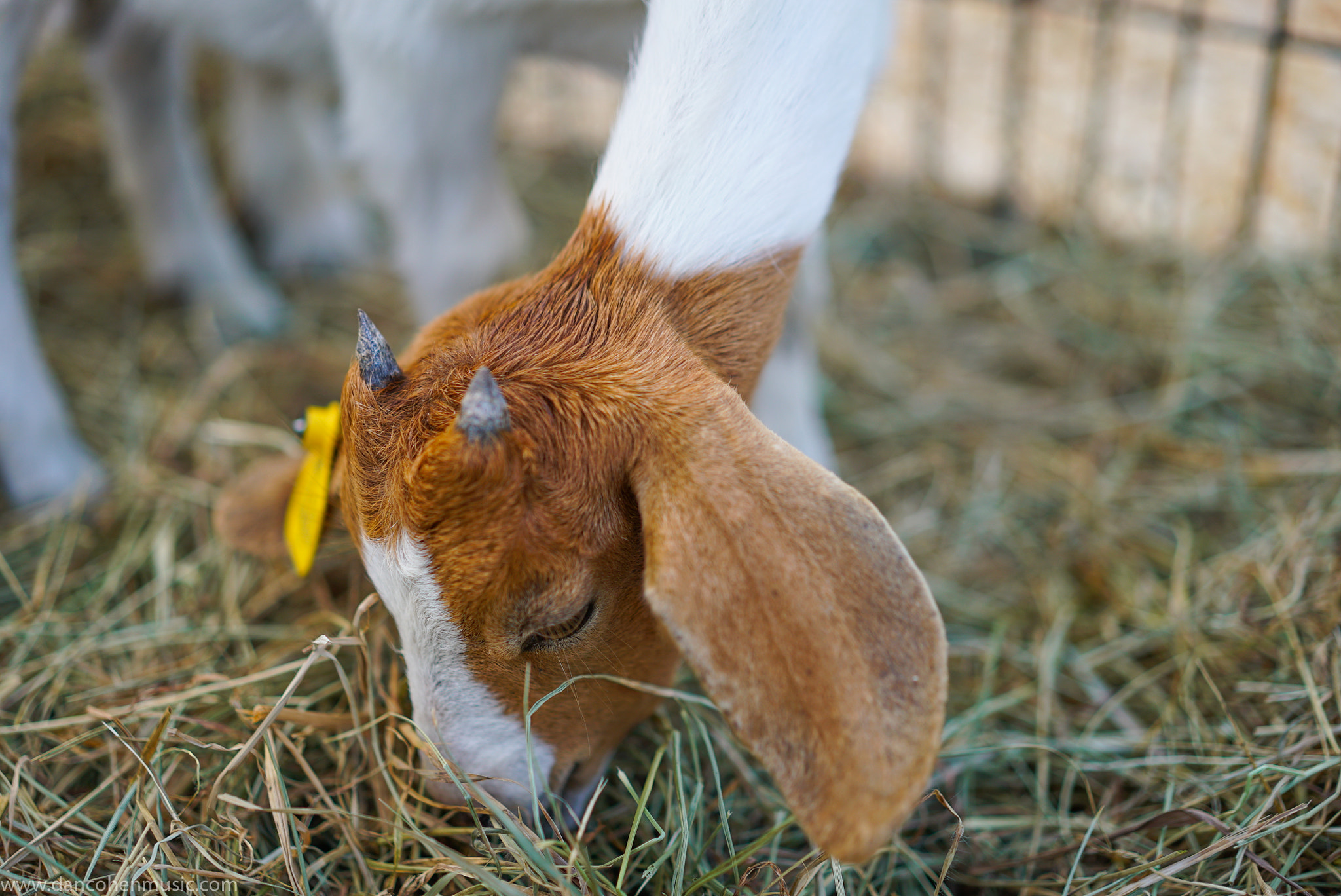 Sony a7S II + Sony Sonnar T* FE 55mm F1.8 ZA sample photo. Goats! photography