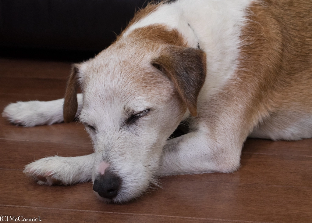 Olympus OM-D E-M1 sample photo. Another sleepyhead photography