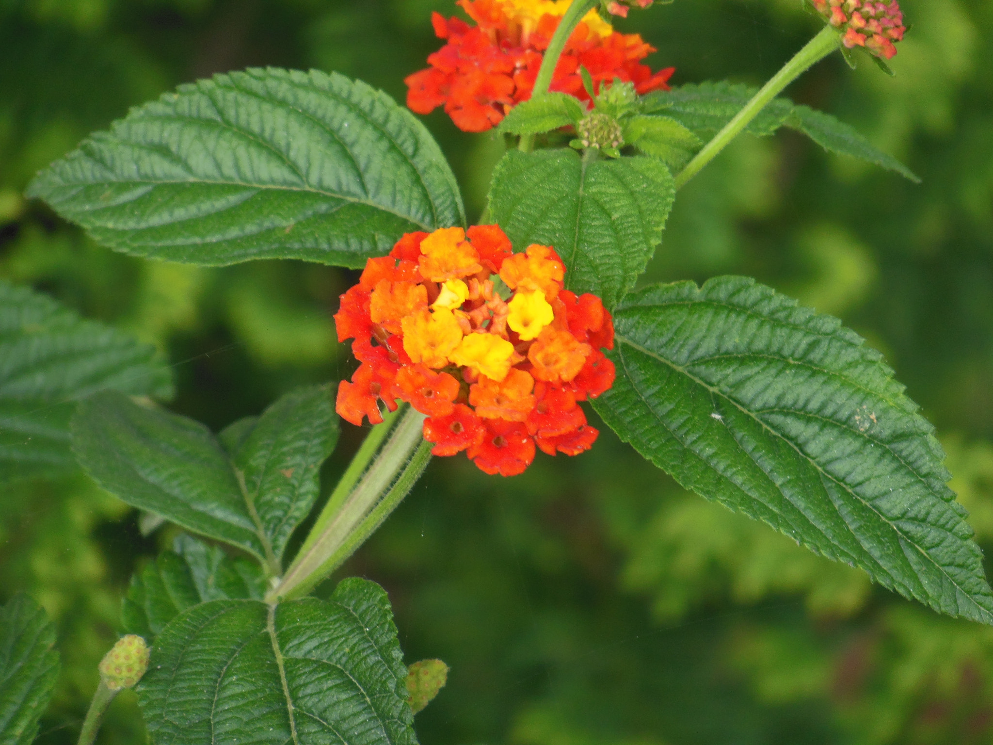 Nikon COOLPIX S9200 sample photo. Wild mix photography