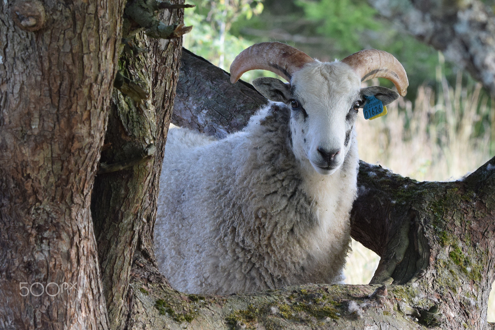 Tamron SP 150-600mm F5-6.3 Di VC USD sample photo. Well, hello! photography