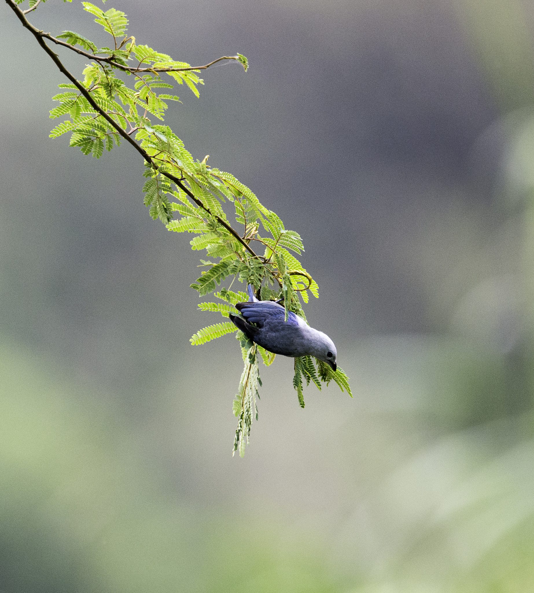 Nikon AF-S Nikkor 800mm F5.6E FL ED VR sample photo. Thraupis episcopus  swinging for the berries photography