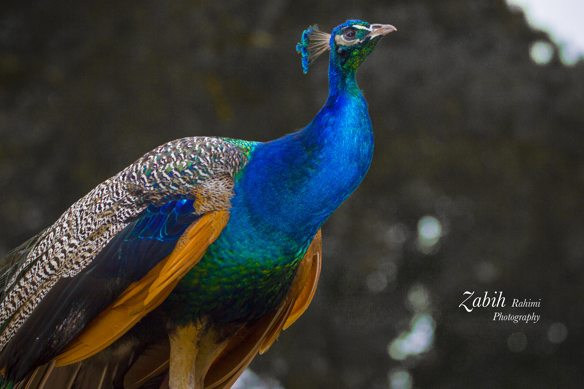150-600mm F5-6.3 DG OS HSM | Contemporary 015 sample photo. Zoo king photography