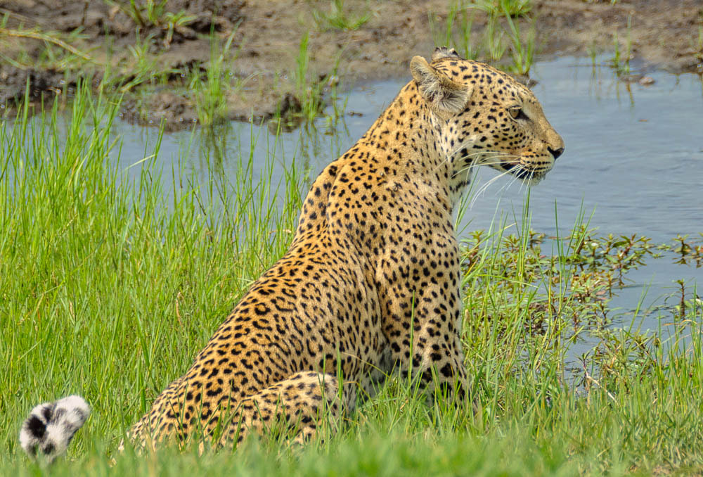 Sigma 150-600mm F5-6.3 DG OS HSM | S sample photo. Leopard photography