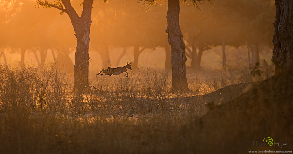 Nikon AF-S Nikkor 300mm F2.8G ED VR II sample photo. Golden leap photography
