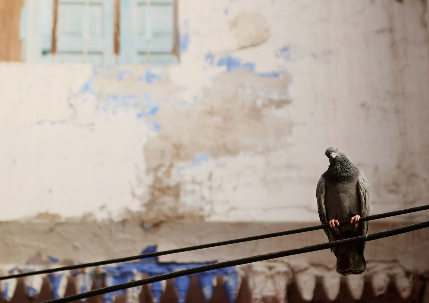 Canon EOS 50D + Sigma 24-70mm F2.8 EX DG Macro sample photo. Beautiful stranger.  jodhpur - rajasthan - india. photography