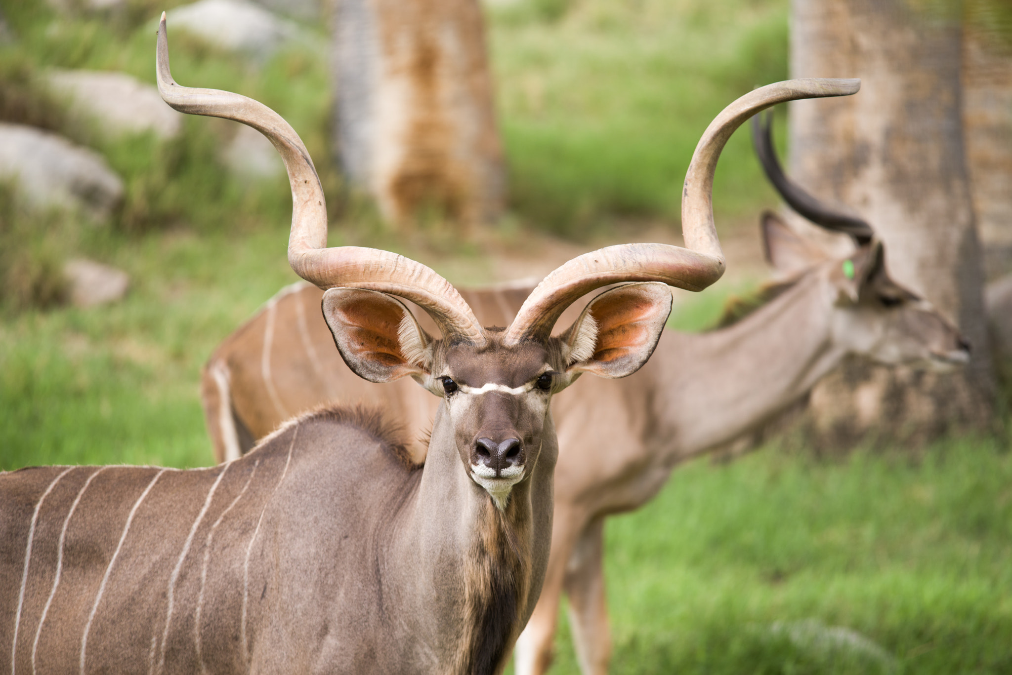 Pentax K-1 + Sigma EX APO 100-300mm F4 IF sample photo. Greater kudu photography