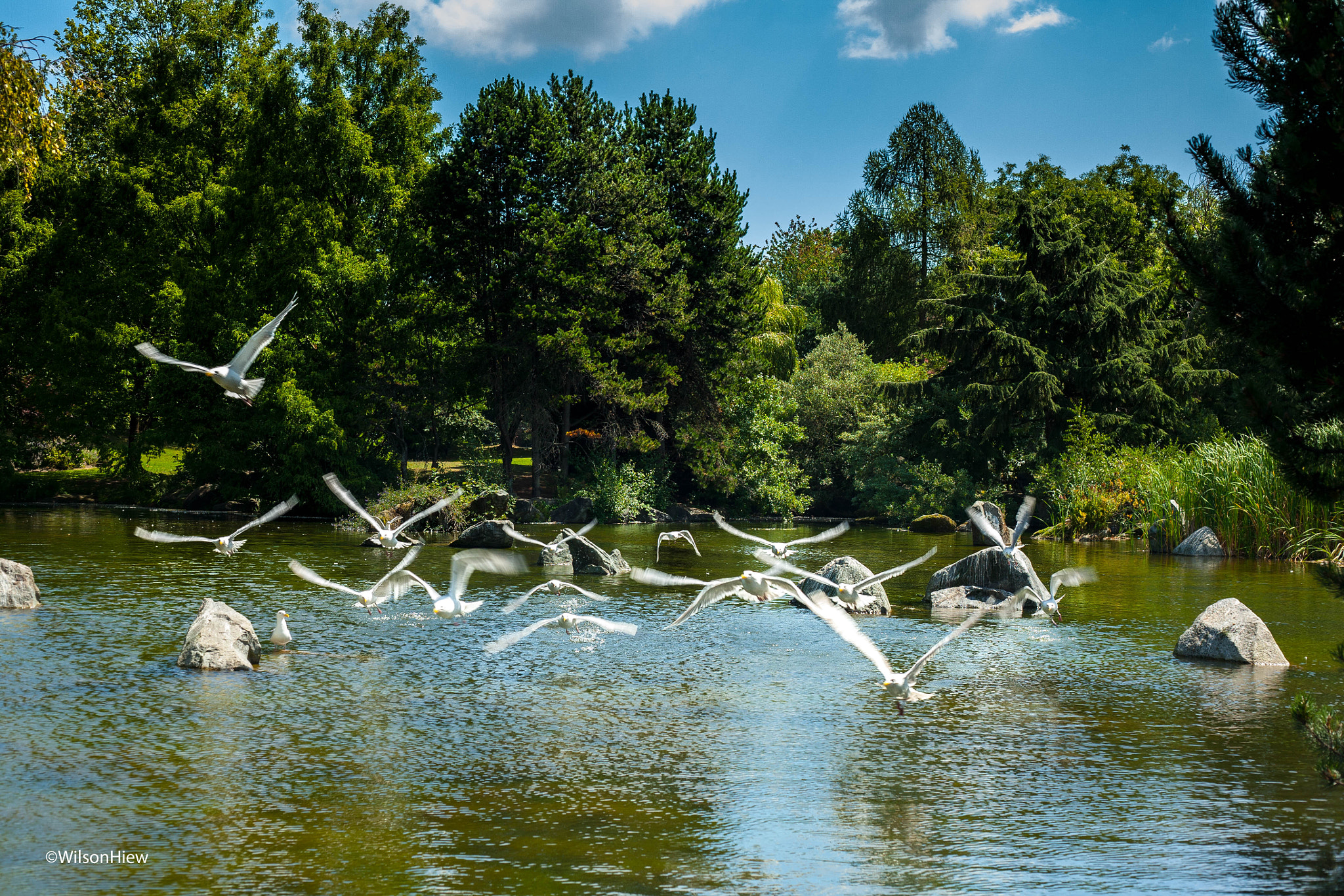 Canon EF 50mm F1.8 II sample photo. Gulls taking off photography