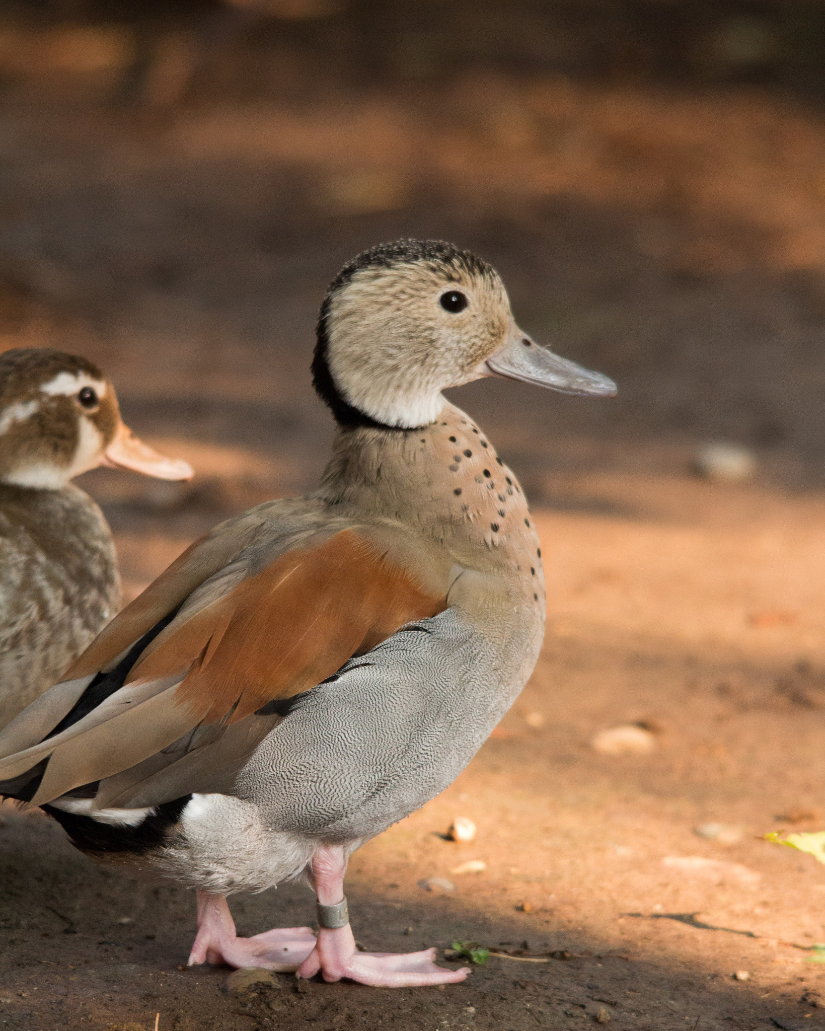 Sigma 150-500mm F5-6.3 DG OS HSM sample photo. Ringed teal photography