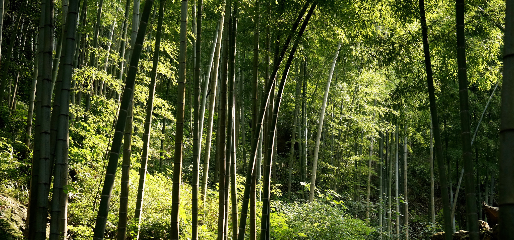 Sony FE 24-240mm F3.5-6.3 OSS sample photo. Yixing city and its suburban bamboo forest photography